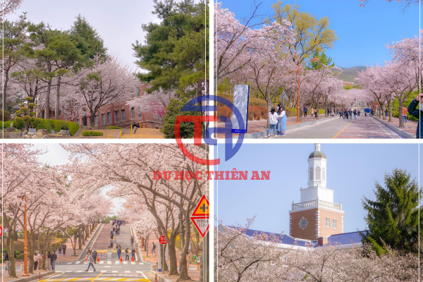 Đại học Keimyung (계명대학교)- Du học Thiên An