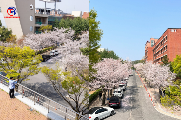 Đại học Quốc gia GYEONGSANG 경상국립대학교 Du học Thiên An